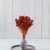 Broom Bloom Ciemna terakota bordowy rudy.jpg