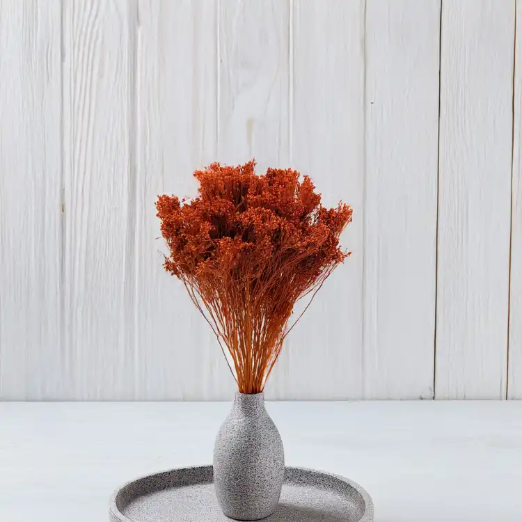 Broom Bloom Ciemna terakota bordowy rudy.jpg