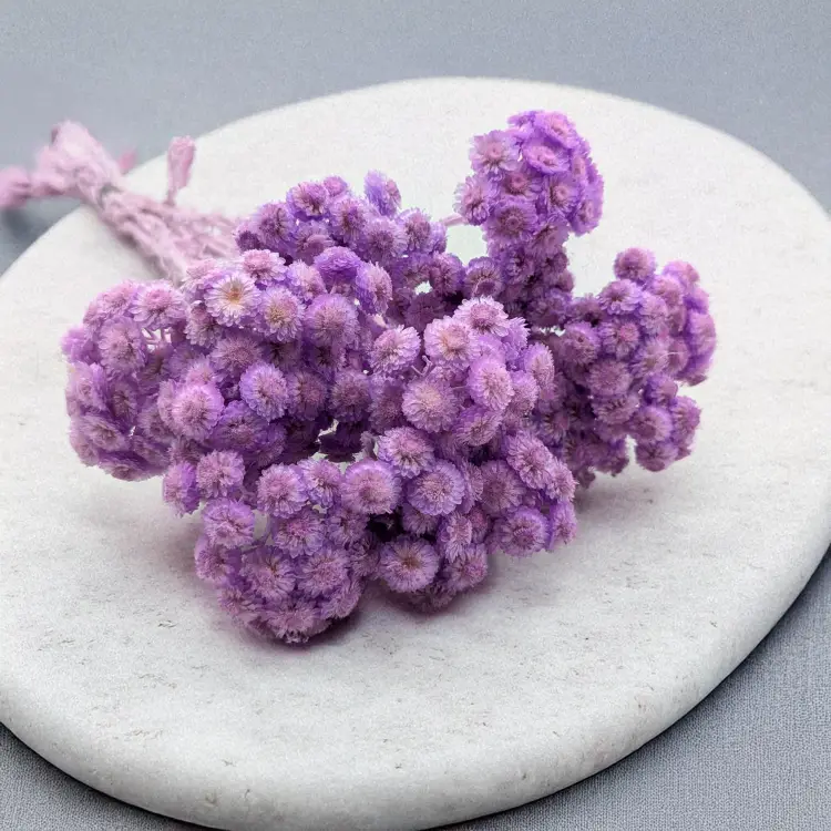 Kocanka włoska LILA 1.png