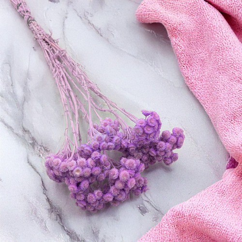 Kocanka włoska LILA 2.png