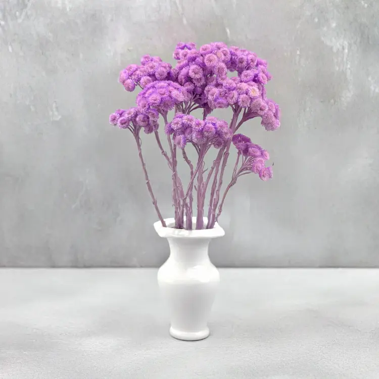 Kocanka włoska LILA 3.png