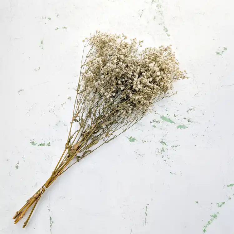GIPS NATURAL ROYAL 01_1.png