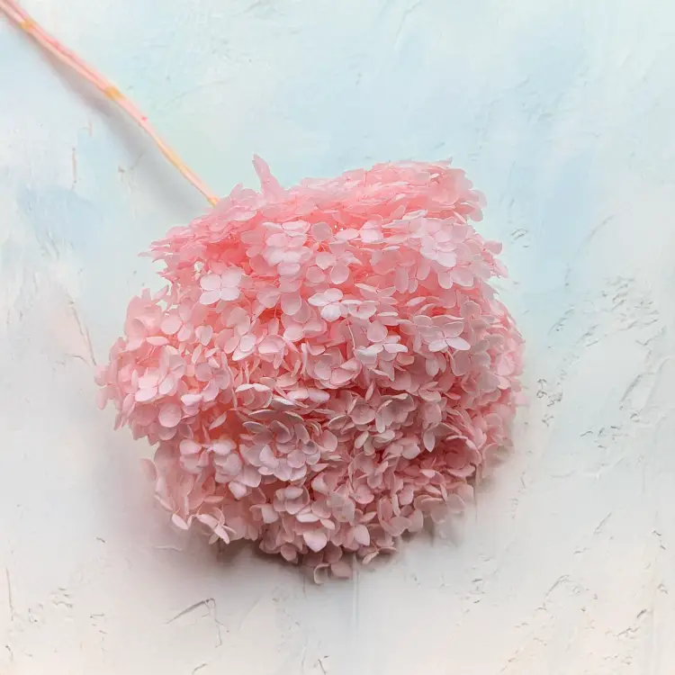 Hydrangea Pink Royal 03 1.png