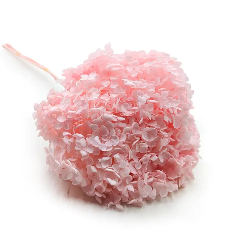 Hydrangea Pink Royal 03 0.png