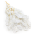 Populus Bleached Royal 2.png