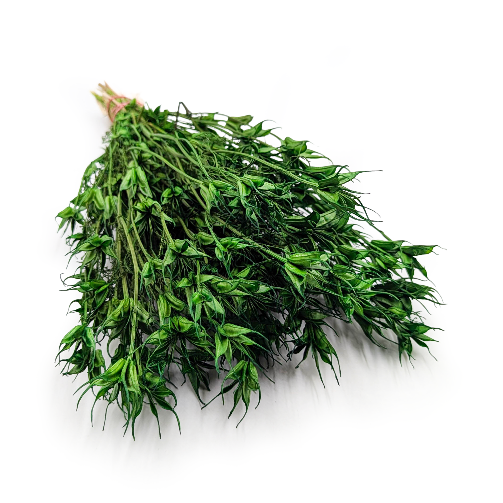 Dried Nigella - (Nigella Orientalis) - Green