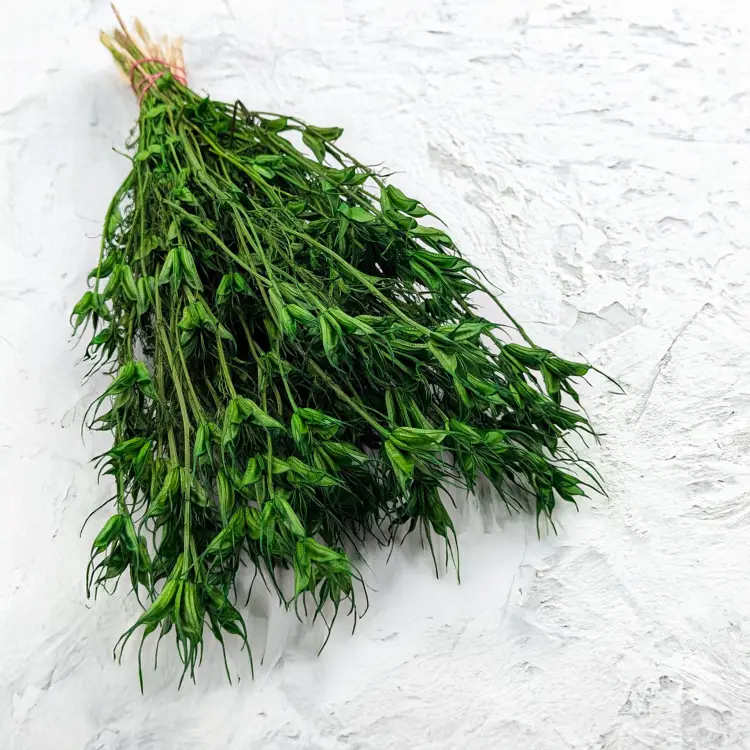 Nigella orient ziel pl 1.png