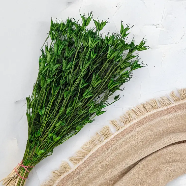 Nigella orient ziel pl 4.png