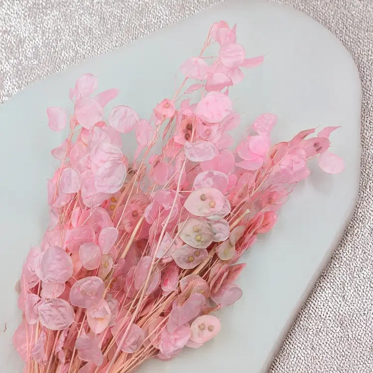 Lunaria rozowa PL 2.png