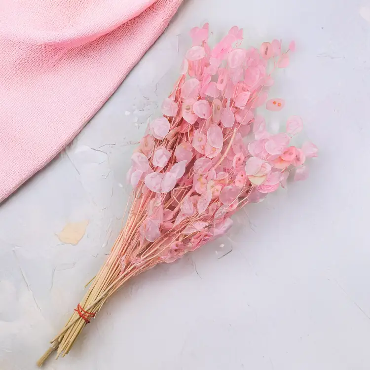 Lunaria rozowa PL 3.png