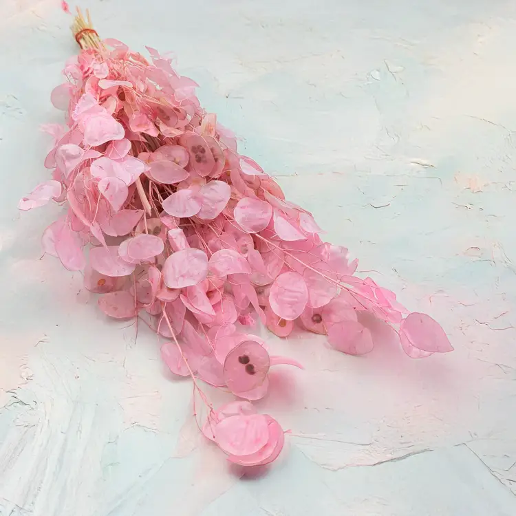 Lunaria rozowa PL 1.png