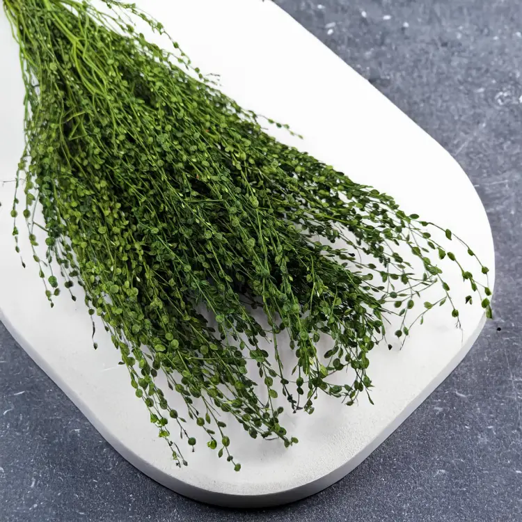 Lepidium butelka 3.png