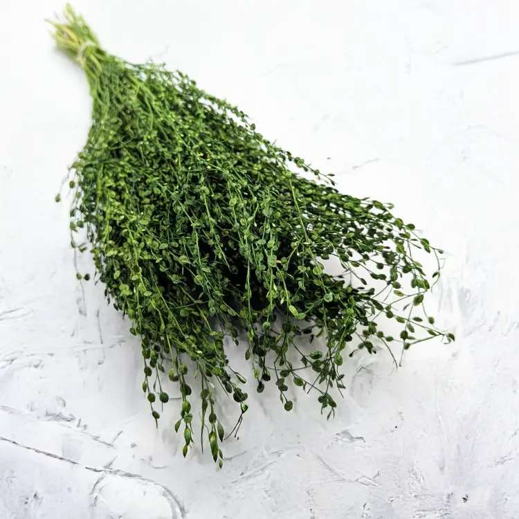 Lepidium butelka 5.png