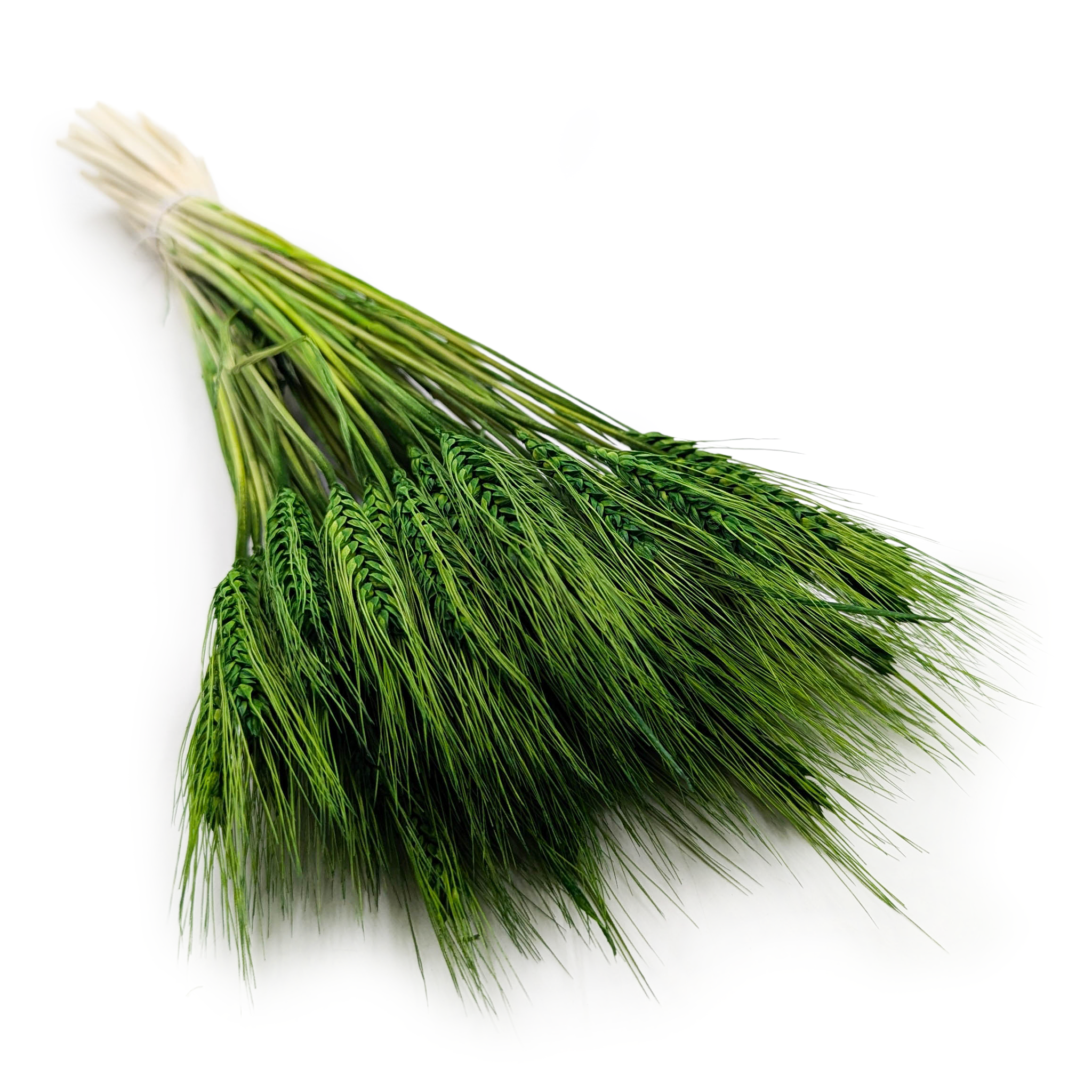 Dried Triticale - Bottle Green