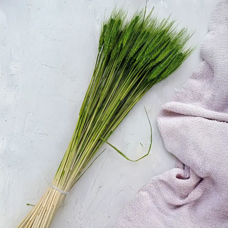 Pszenżyto butelkowa zieleń 2.png