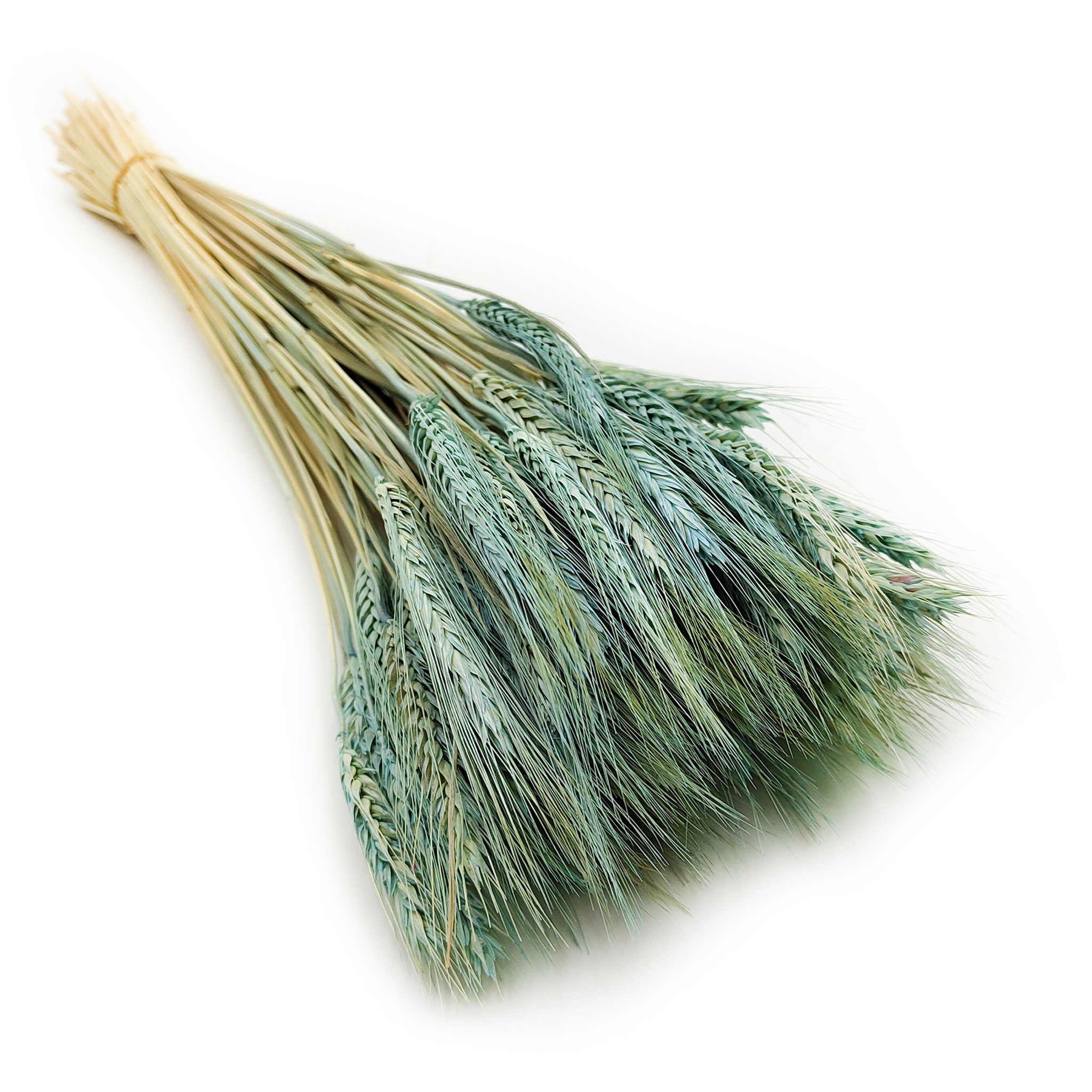 Dried Triticale - Mint