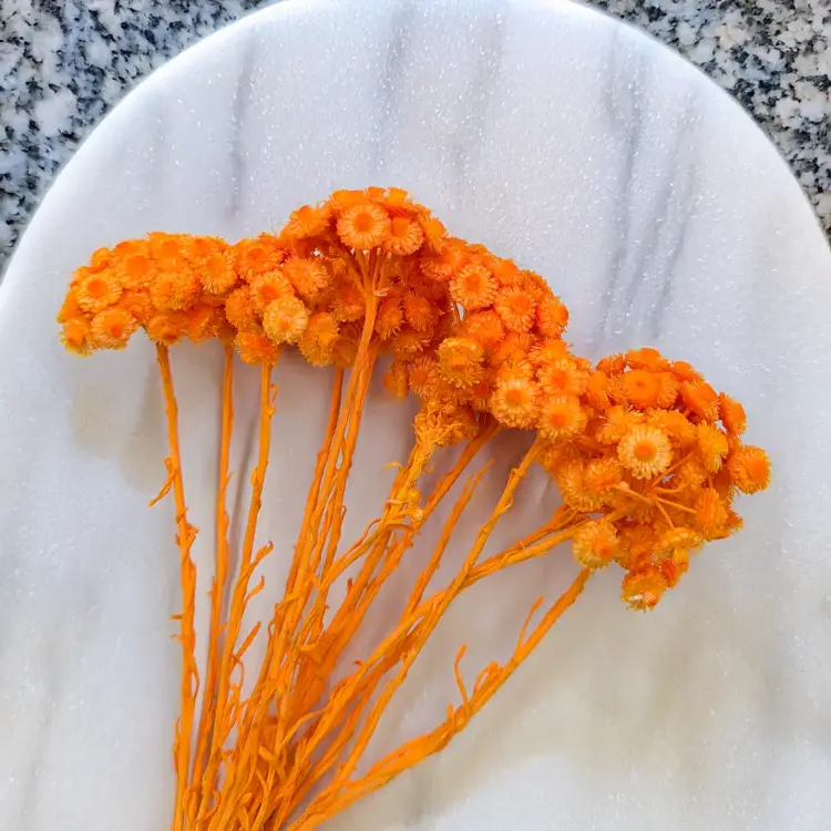 Kocanka włoska pomaranczowa 3.png