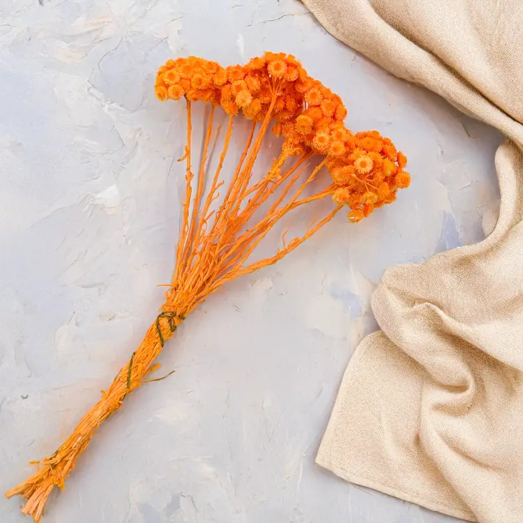 Kocanka włoska pomaranczowa 4.png