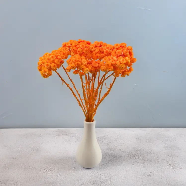 Kocanka włoska pomaranczowa 5.png