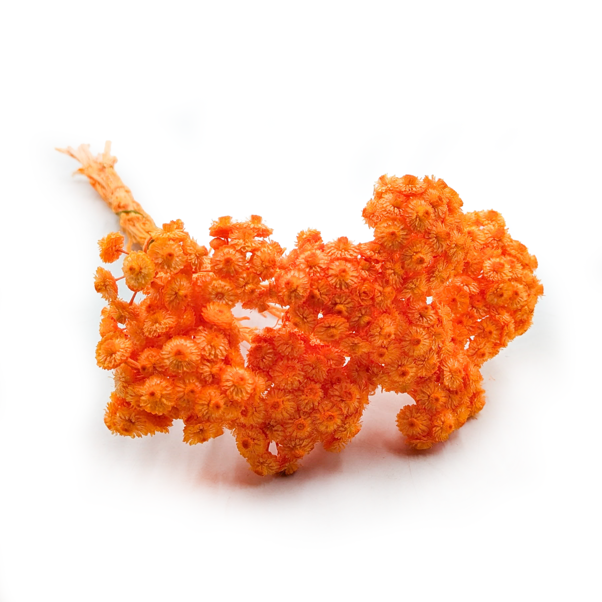 Dried helichrysum - (Helichrysum italicum) - Orange