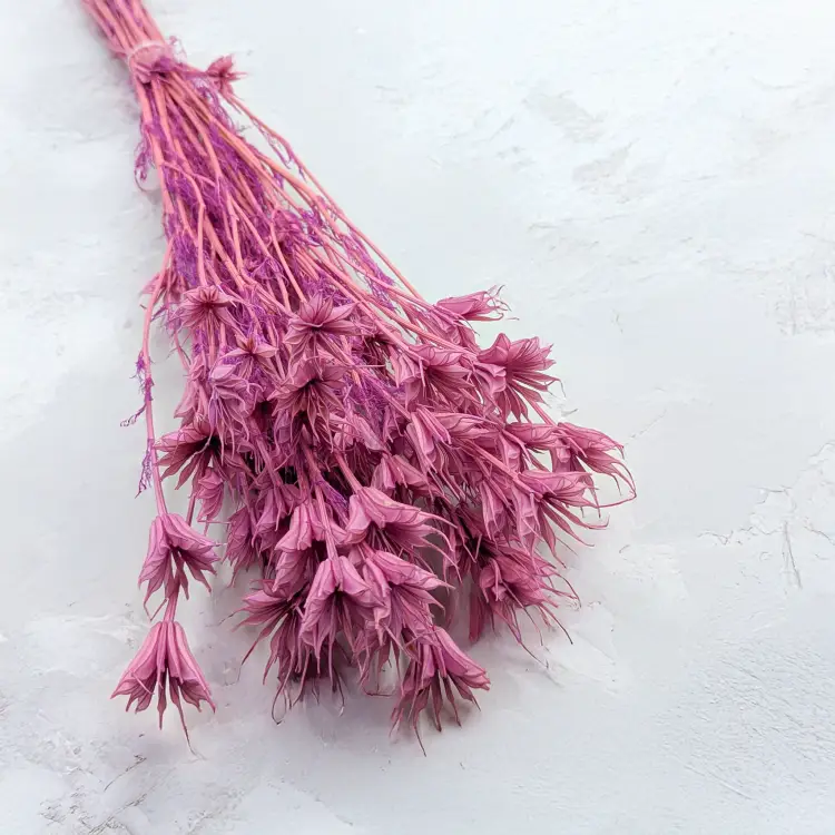 Nigella orient Lila 1.png