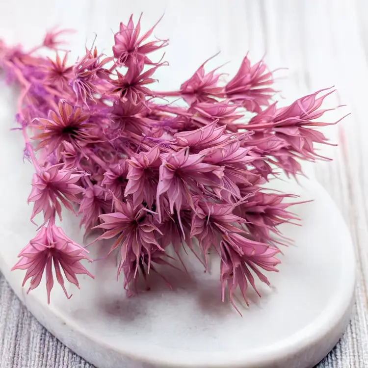 Nigella orient Lila 2.png