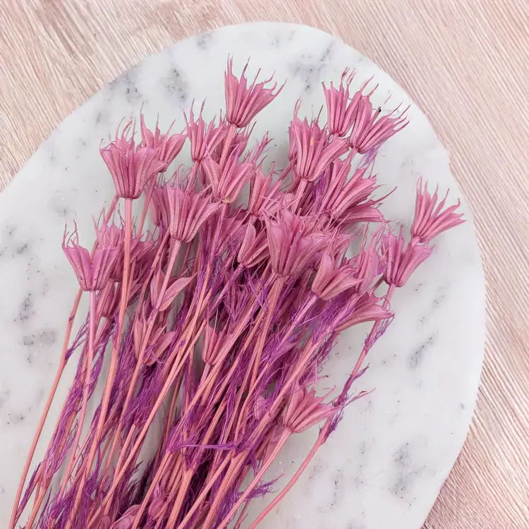 Nigella orient Lila 3.png