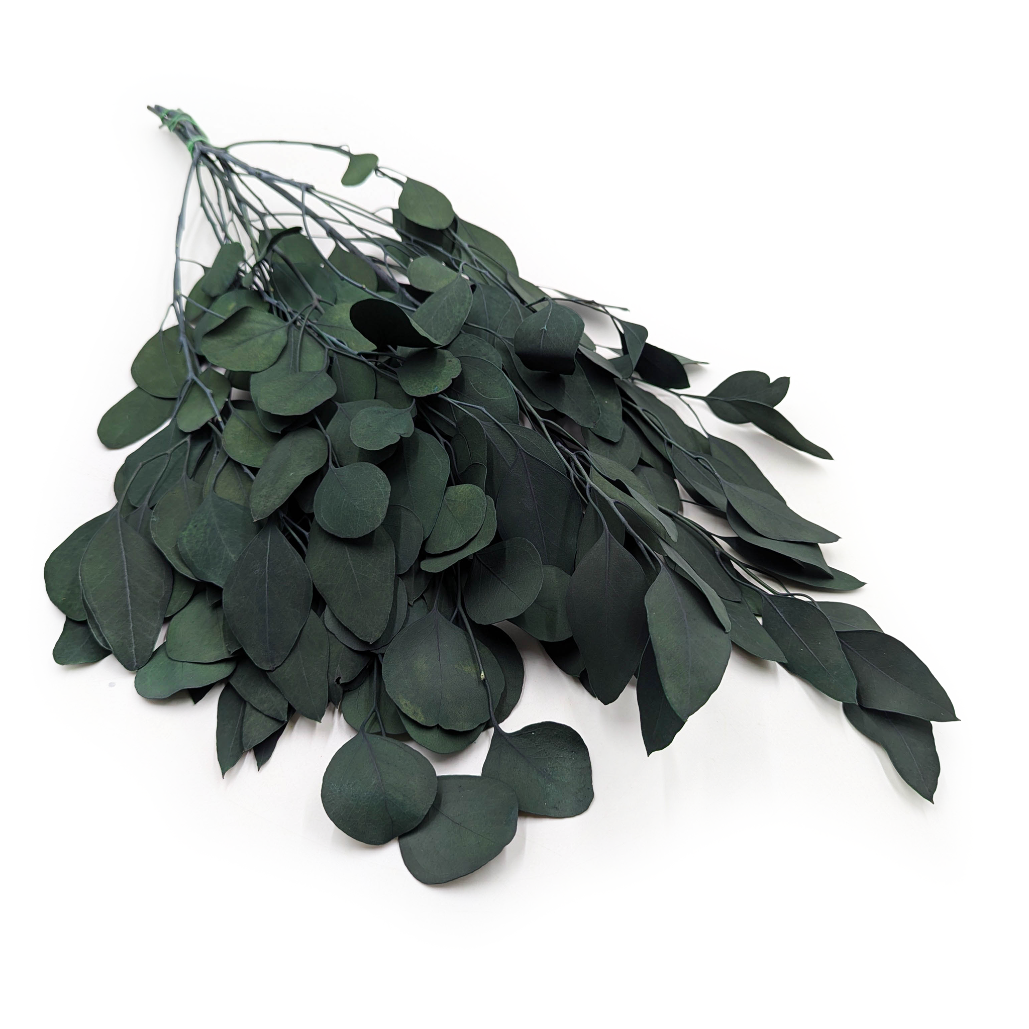 Preserved Eucalyptus - Populus  - Bottle Green