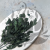 Eukaliptus Populus IT 2.png