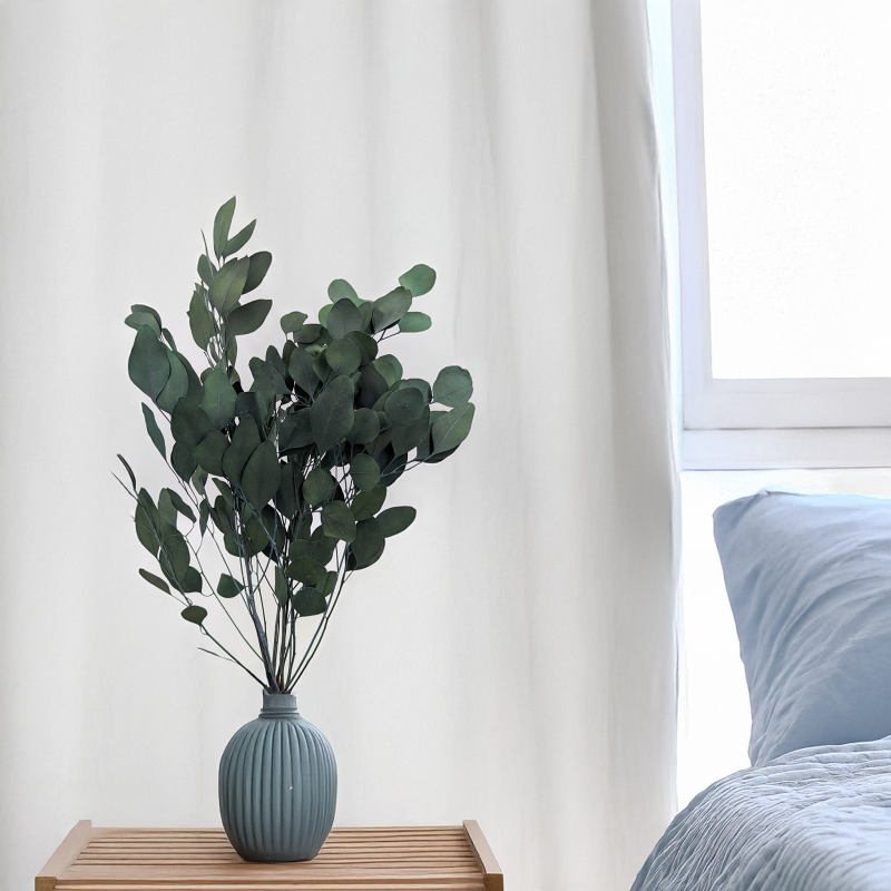 Eukaliptus Populus IT 4.png