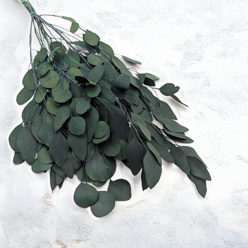 Eukaliptus Populus IT.png