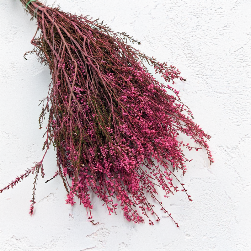 Wrzos różowy RC 1.png