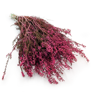 Preserved Heather (Erica) - Pink