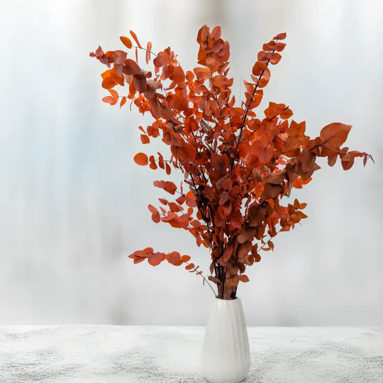 Stuartiana pomarancz RC 4.png