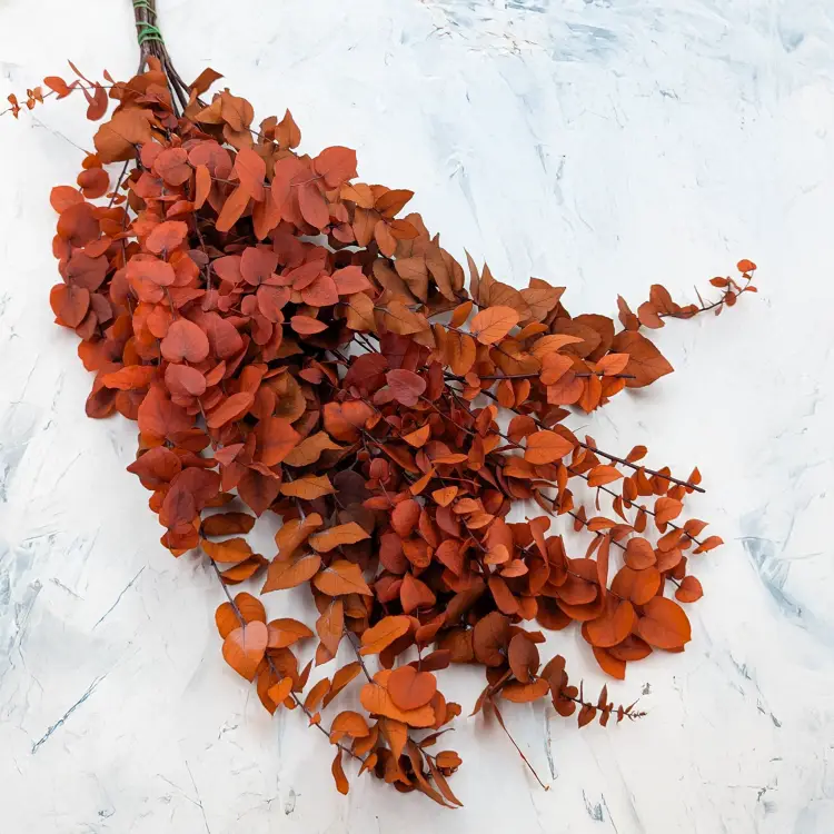 Stuartiana pomarancz RC 1.png