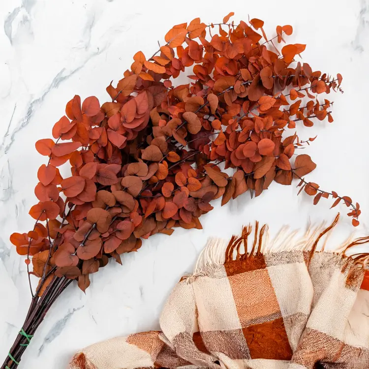 Stuartiana pomarancz RC 3.png