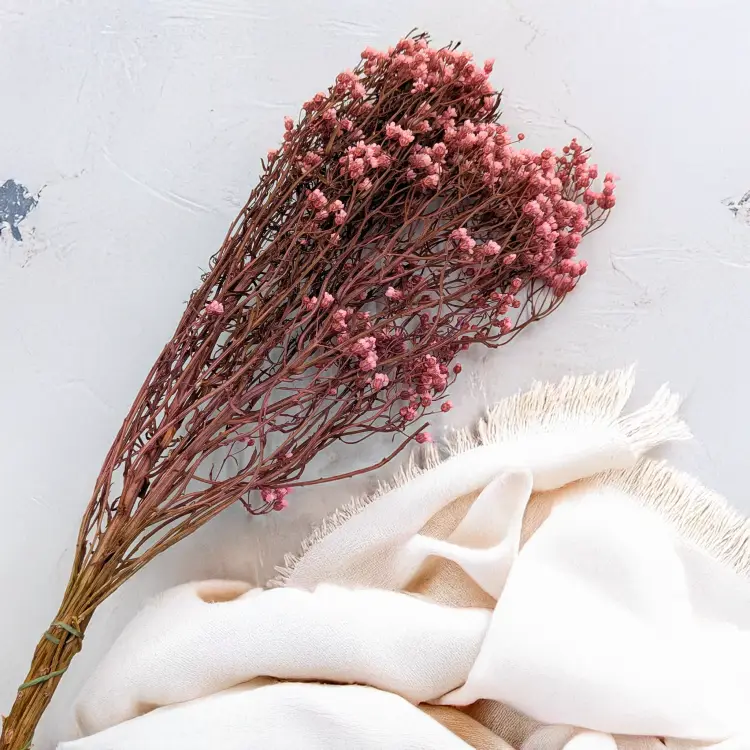 Oxodia Pink IT 4.png