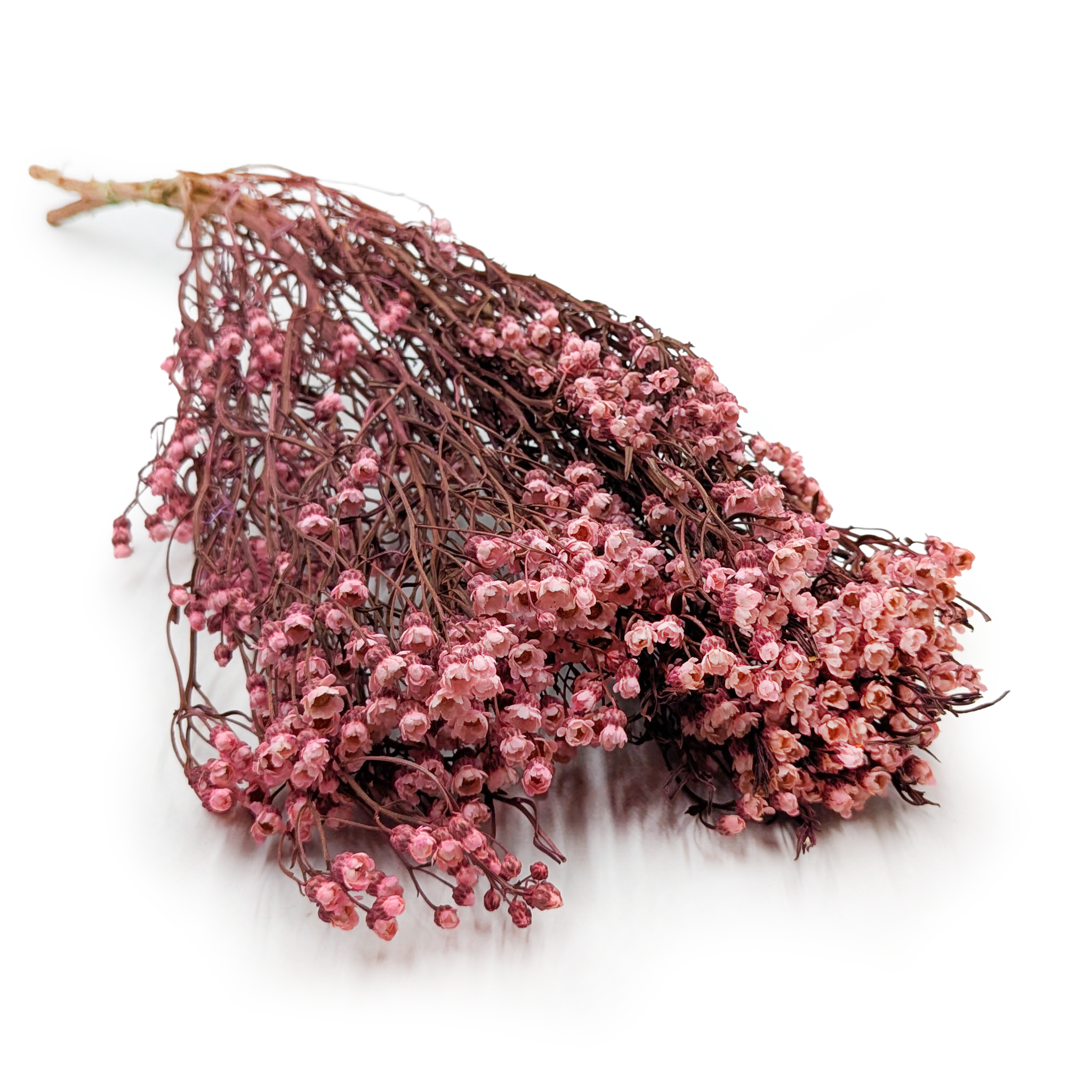Dried Daisy - Oxodia - Light Pink