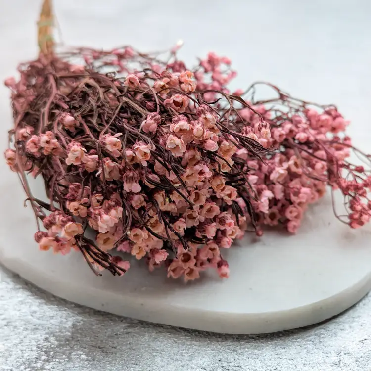 Oxodia Pink IT 2.png