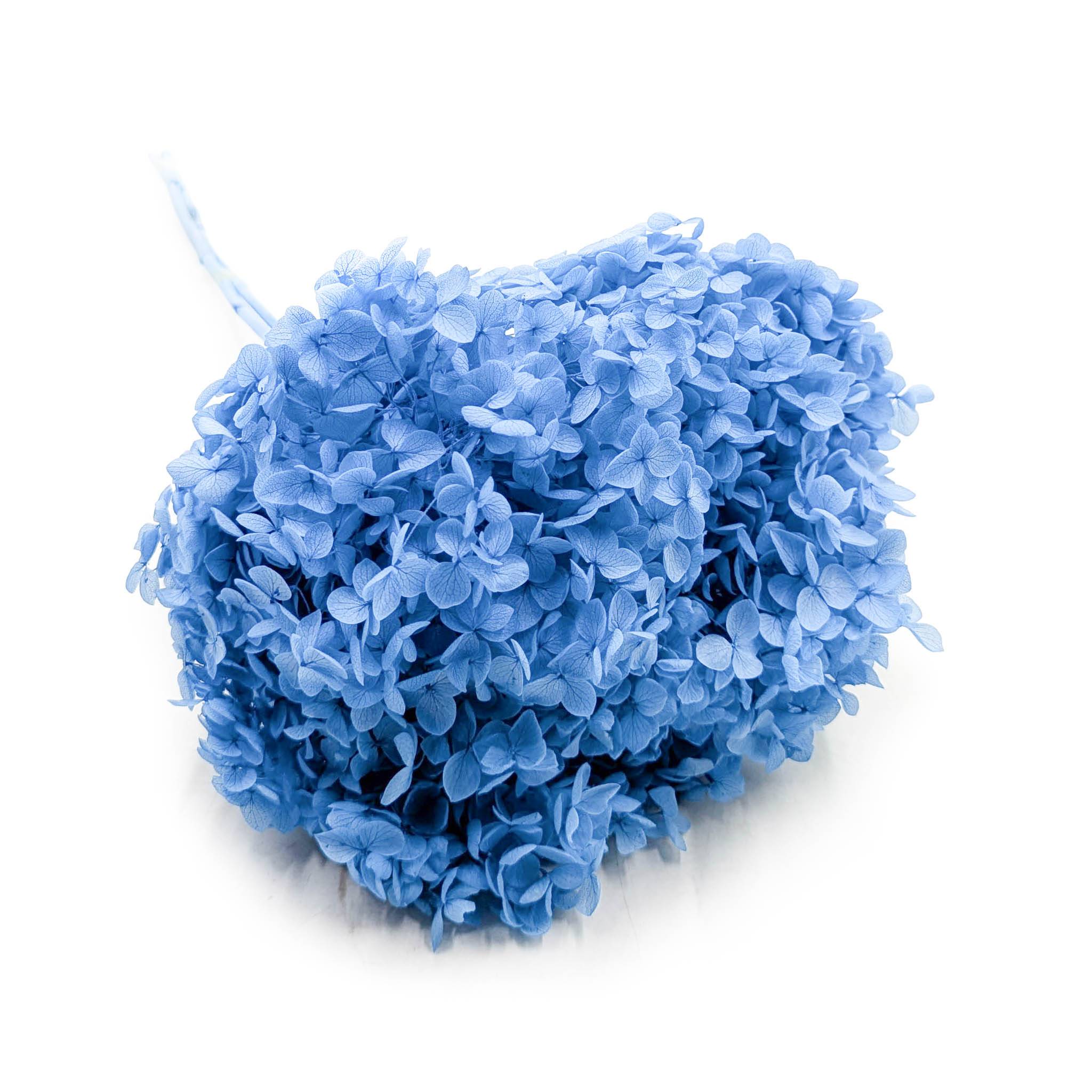 Hydrangea Preserved - (Hydrangea Cabeza) - Royal - Blue
