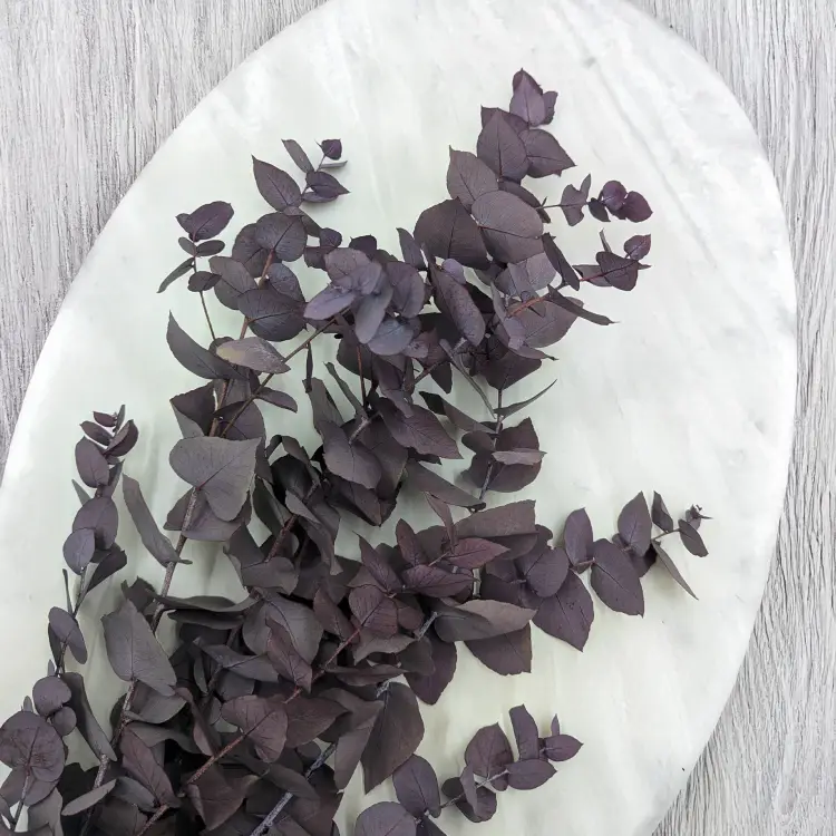 Stuartiana Milka LC 2.png