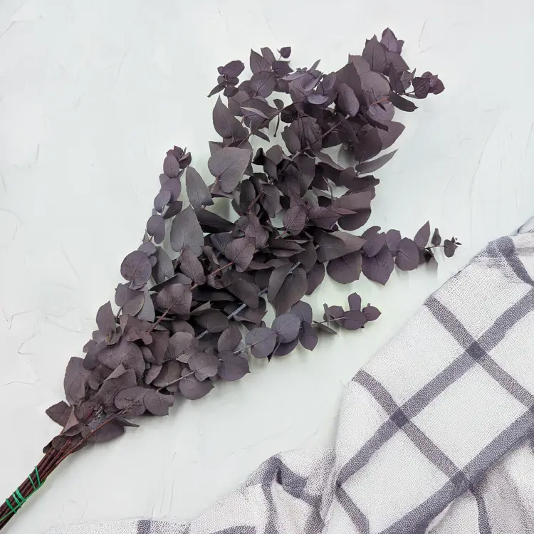 Stuartiana Milka LC 3.png