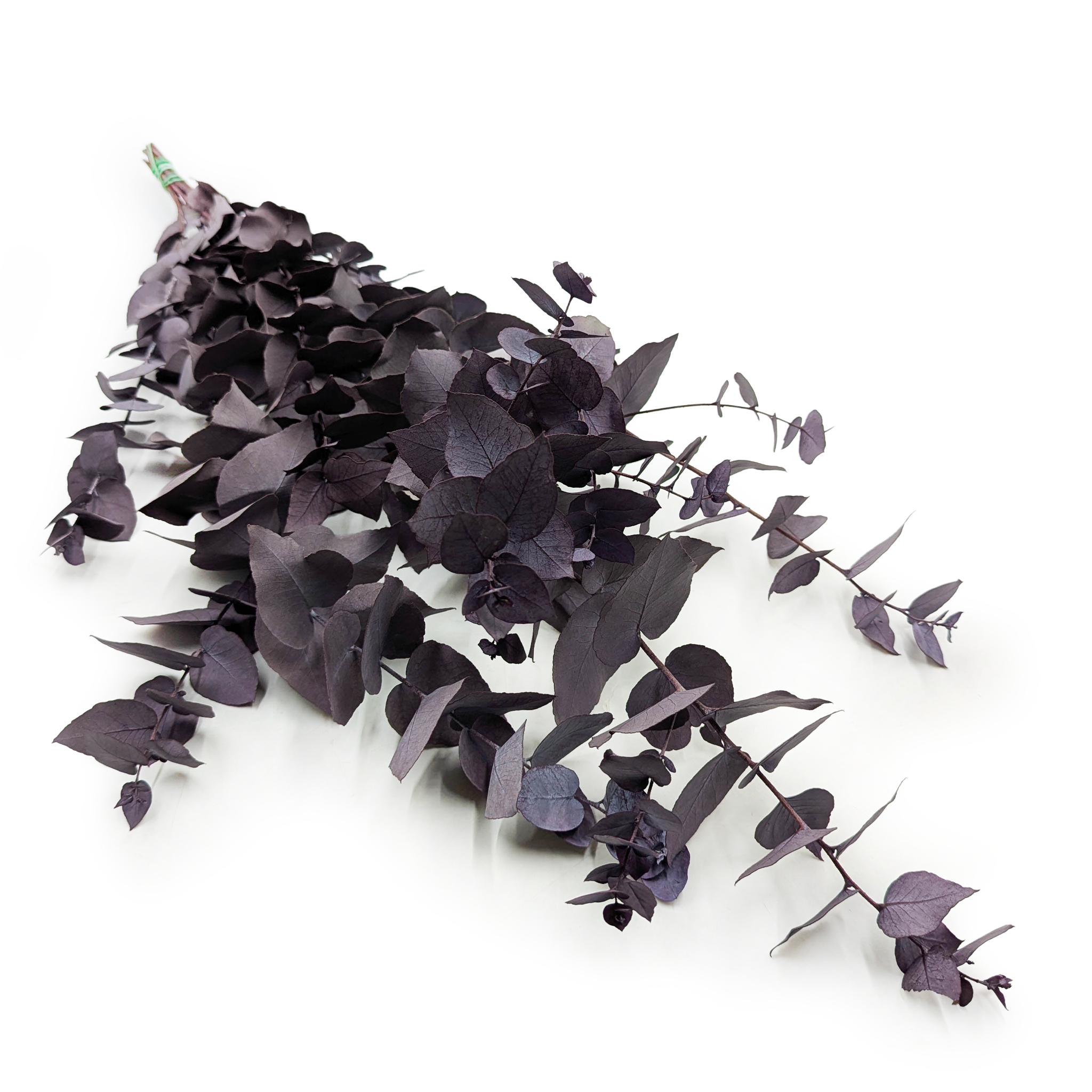Preserved Eucalyptus – Stuartiana – Cool Purple