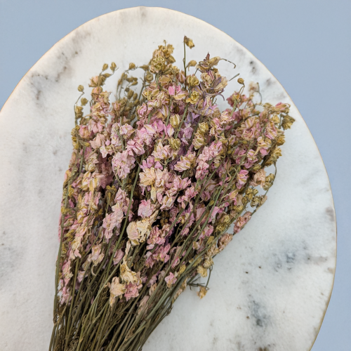 Ostróżka róż 2.png