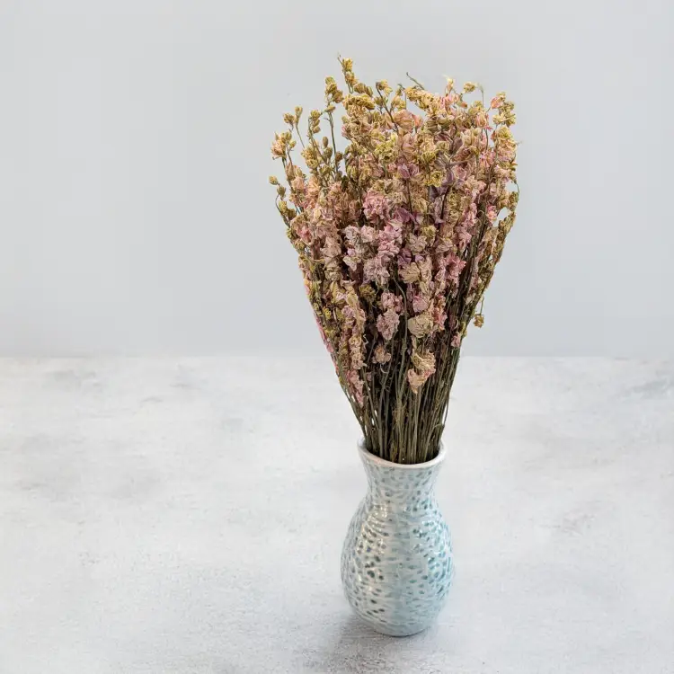 Ostróżka róż 4.png