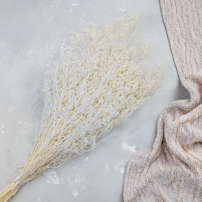 statica Bielona 2.png