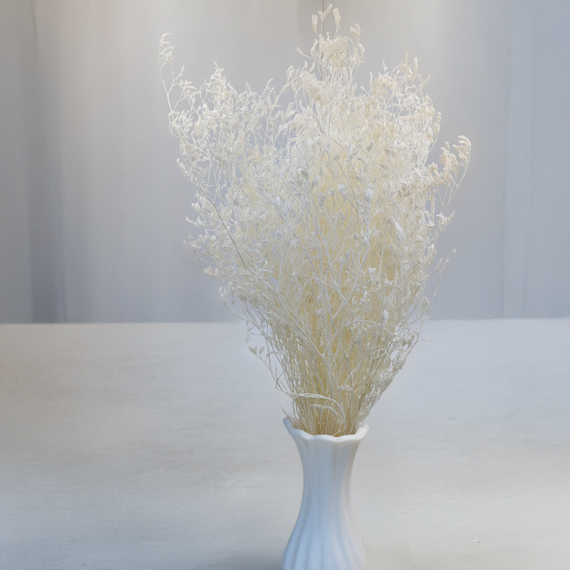 statica Bielona 3.png