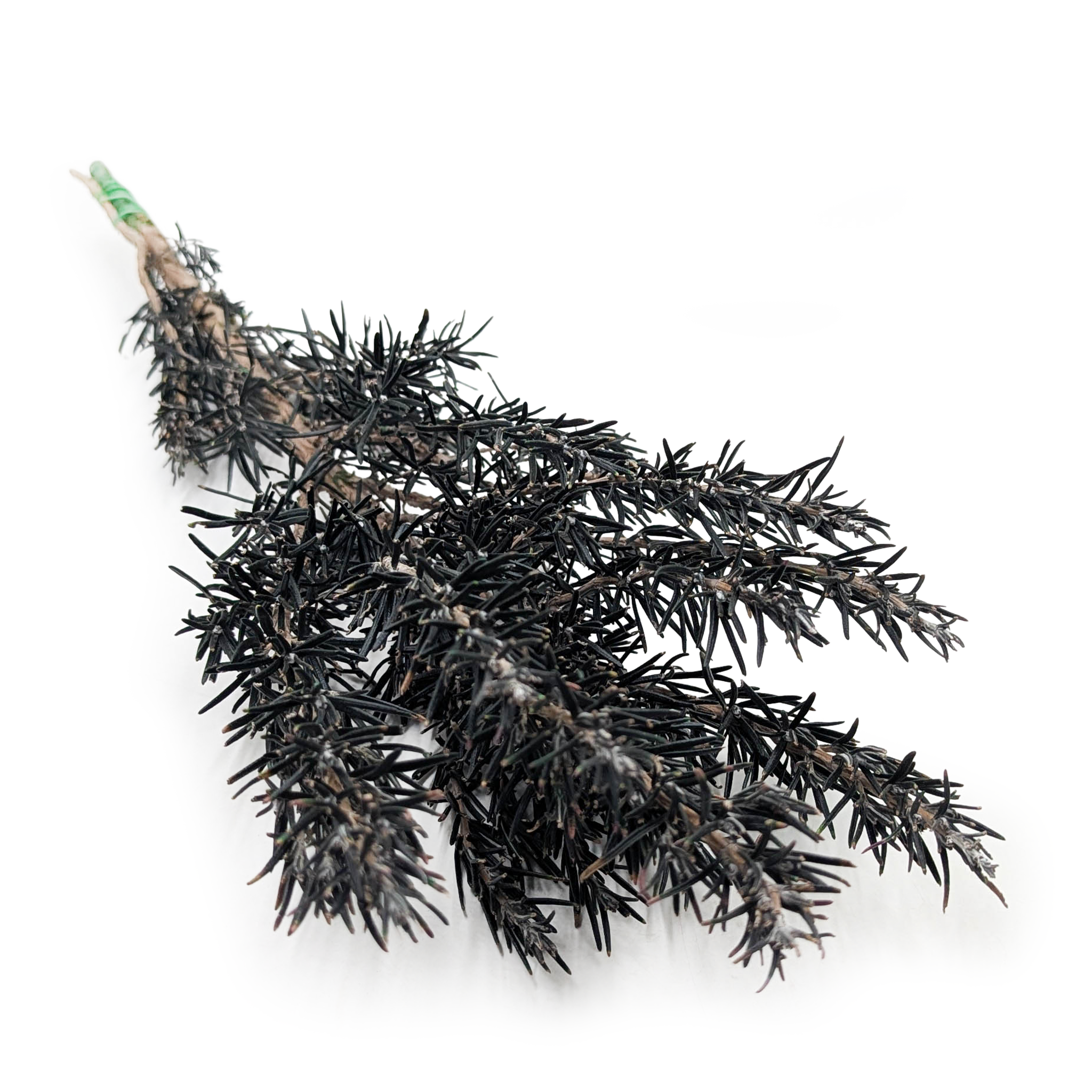 Stabilized Rosemary - Rosmarinus - Green