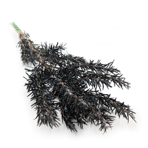 Stabilized Rosemary - Rosmarinus - Green