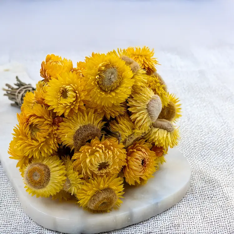 Kocanka żółta PLS 3.png